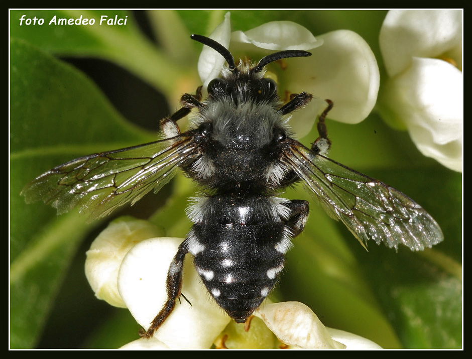 Dalla Sicilia:  Melecta luctuosa M (Apidae Anthophorinae)